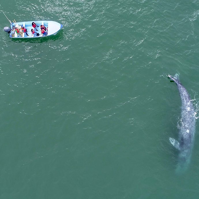 Aerial view of a grey whale - La Paz Tourism