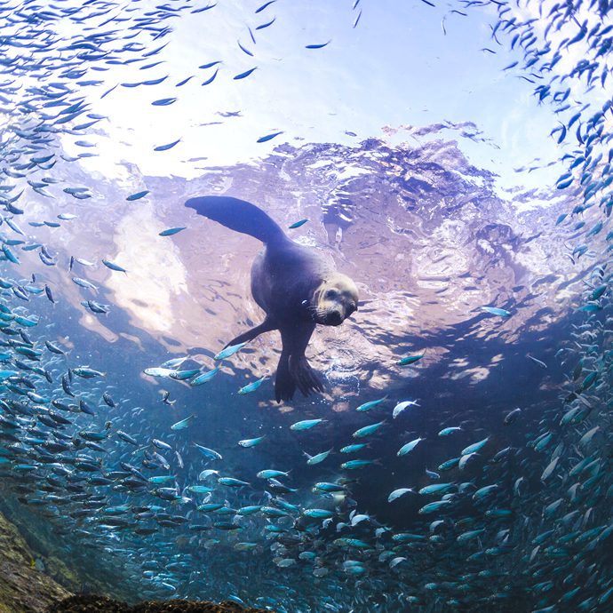 Sea lion with a school of fish - La Paz Tourism