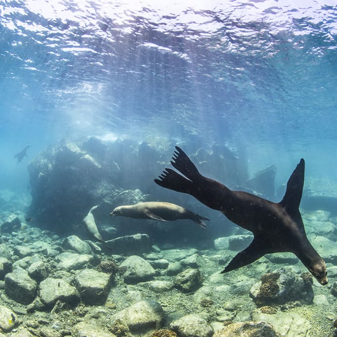 Isla Cerralvo marine life - La Paz Tourism