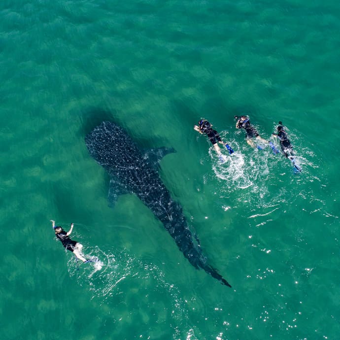 Snorkelling with whale sharks - La Paz Tourism