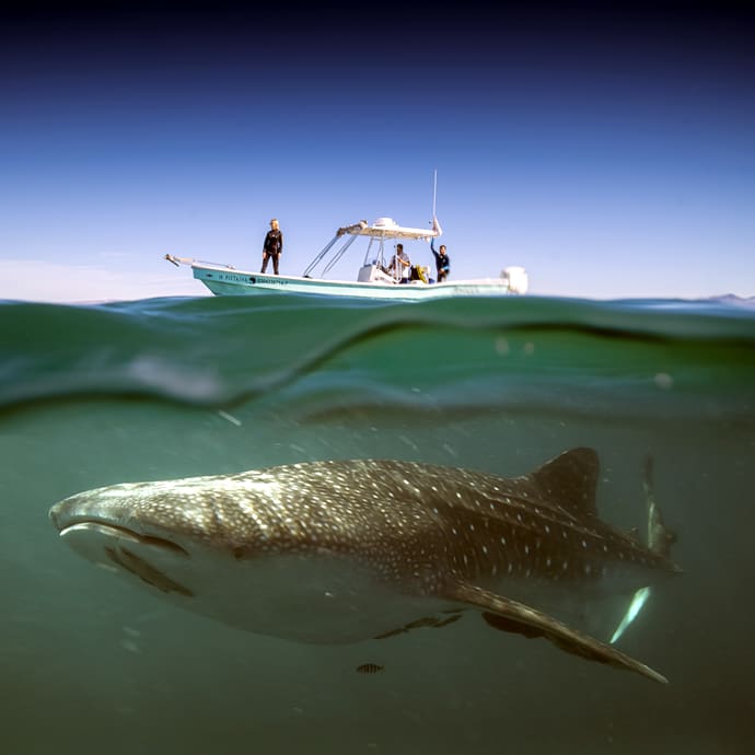 Seeing a whale shark - La Paz Tourism