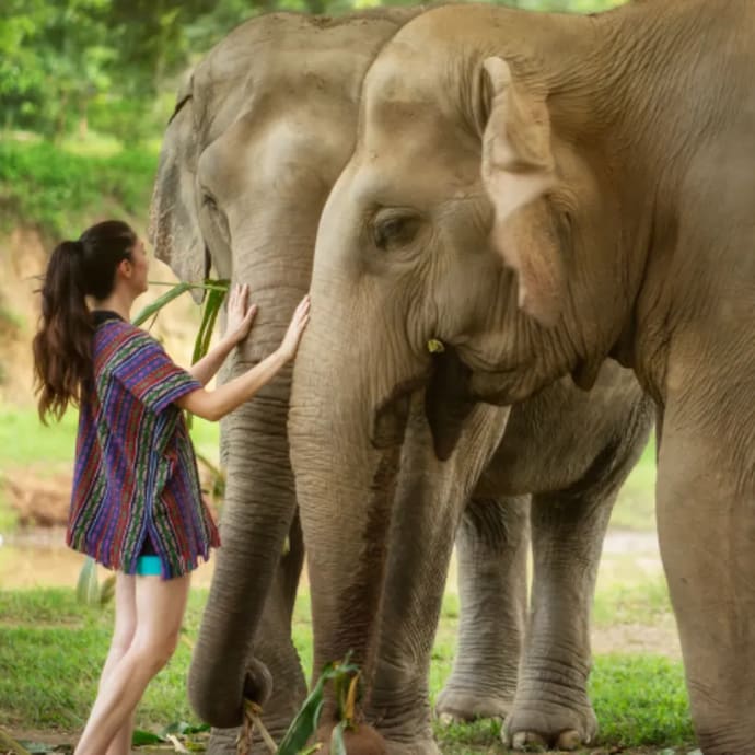 Elephant Jungle Sanctuary, Phuket